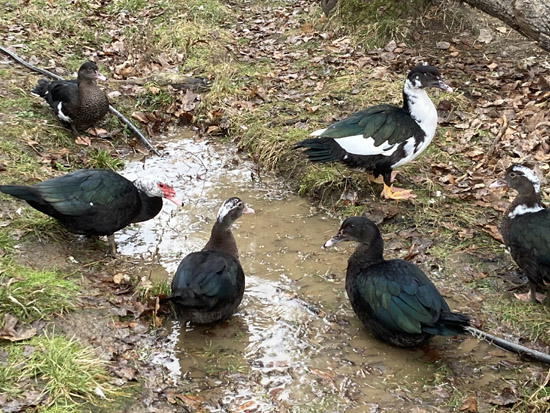 poultry-flocking-flood-water